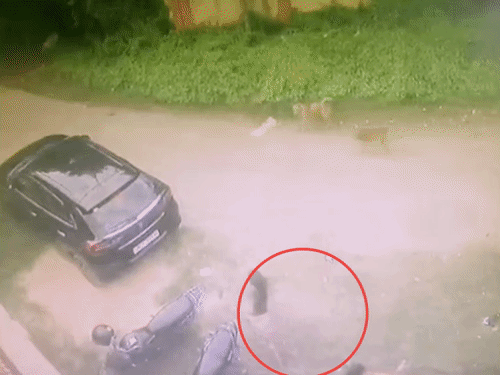 आवारा कुत्तों का हमला, CCTV में कैद हुई तस्वीर:धनबाद में 5 साल की बच्ची को नोचा, पिता ने कहा-निगम ने टालमटोल भरा रवैया अपनाया