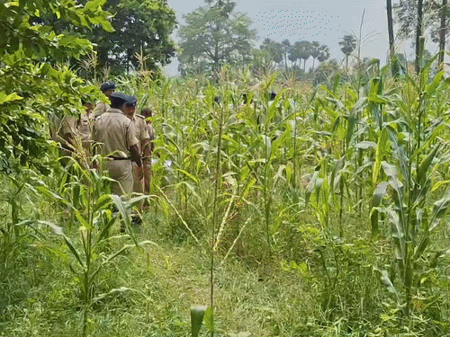 बेगूसराय- मक्के के खेत में मिला दुकानदार का शव:बेटा बोला- जमीन विवाद में हत्या हुई है, पड़ोसियों से विवाद चल रहा था