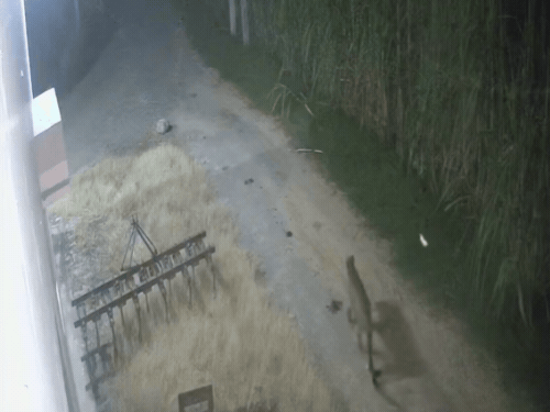 छजलैट में तेंदुआ दिखने से दहशत:किसान के घर लगे CCTV में दिखा तेंदुआ,कांठ में भी तेंदुए का खौफ