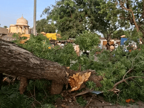 पलंग पर सोते वक्त युवक पर पेड़ गिरा,मौत:खिलौने बेचने के लिए अपने परिवार के साथ आया था, अलवर जिले का रहने वाला था