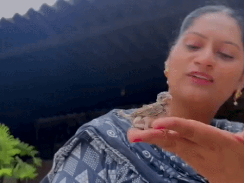पंजाब की महिला का गौरैया से प्यार:टूटे दरवाजे पर घोंसला देखा तो घर में बसा दीं 250 गौरैया; हथेली पर बैठकर खातीं दाना