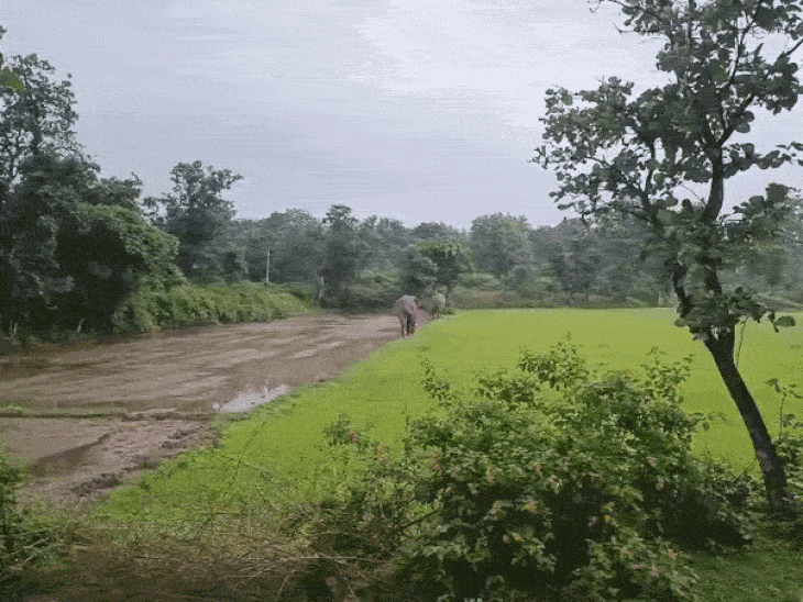 अनूपपुर में 13 दिन बाद दो हाथियों की वापसी:जैतहरी के चोलना जंगल पहुंचे; मरवाही सीमा पर एक हाथी ने मचाया उत्पात