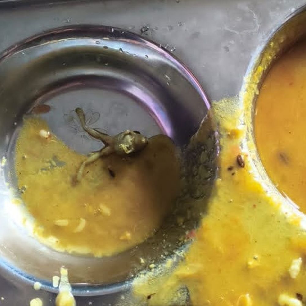 नवोदय विद्यालय के खाने में मिला मरा मेंढक:महराजगंज में छात्रों ने किया हंगामा; अभिभावक भी पहुंचे, बोले- बच्चों की सेहत से खिलवाड़ बर्दाश्त नहीं