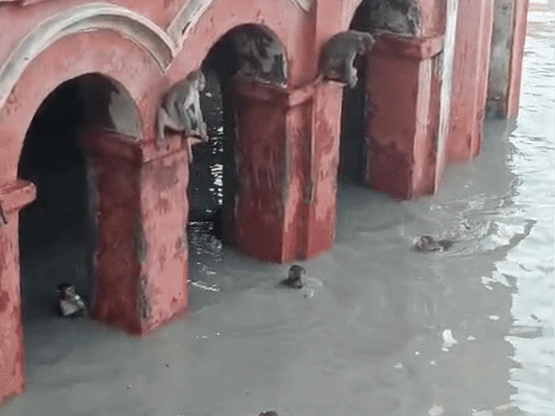 गर्मी से बचने गंगा में डुबकी लगा रहे बंदर:बारिश की संभावना कम, धूप बढ़ाएगी गर्मी, नमी निकालेगी पसीना