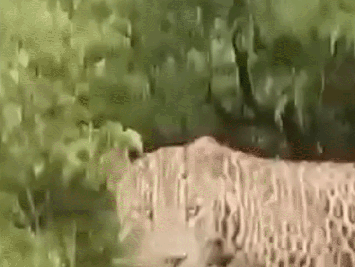 देवास की नागदा पहाड़ी पर दिनदहाड़े दिखा तेंदुआ:कार सवारों ने बनाया वीडियो, लगातार दूसरी बार दिखने से ग्रामीण सतर्क