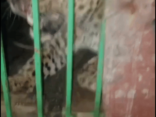 बहराइच में पिंजड़े में फंसा तेंदुआ, VIDEO:जगतापुर गुलहरिया में पिंजड़े में कैद, ग्रामीणों ने ली राहत की सांस