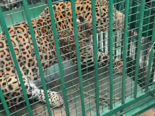 बिजनौर में गुलदार पिंजरे में कैद, VIDEO:8-9 साल का नर गुलदार, स्थानीय लोगों को मिली राहत