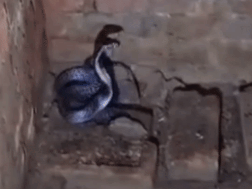 हरदोई में घर के कमरे में फन फैलाए बैठा कोबरा:सांप देखते ही परिवार में मचा हड़कंप, सर्प मित्र ने किया रेस्क्यू; जंगल में छोड़ा