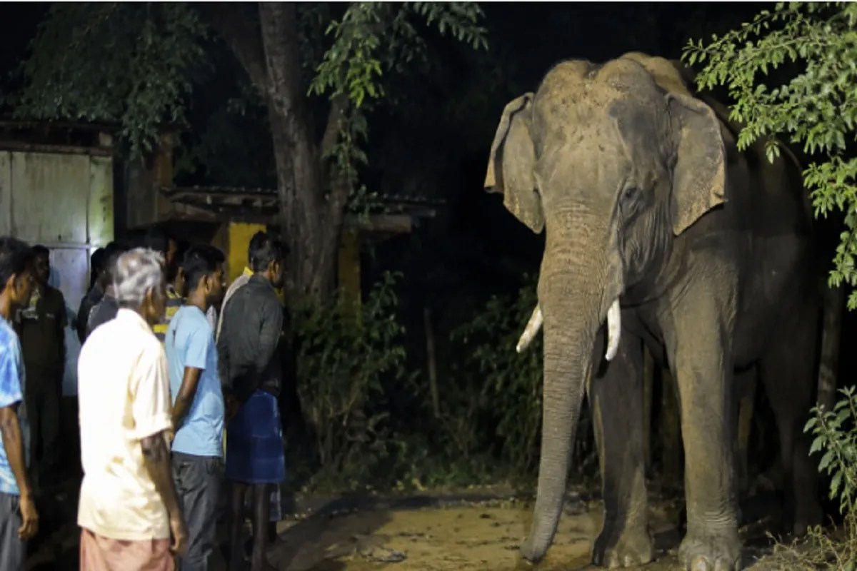 Elephant attack: रायगढ़ में हाथी के हमले से बुजुर्ग की दर्दनाक मौत, इलाके में मची अफरा-तफरी