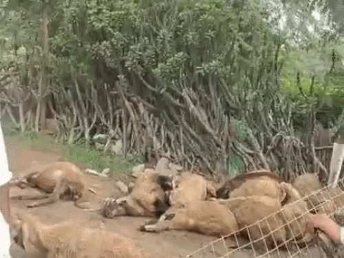 अज्ञात जानवर ने 16 भेड़ें मारी, लेपर्ड होने का अंदेशा:बाड़े में मवेशियों के चिल्लाने की आवाज सुन उठा परिवार, लाशें पड़ी थी