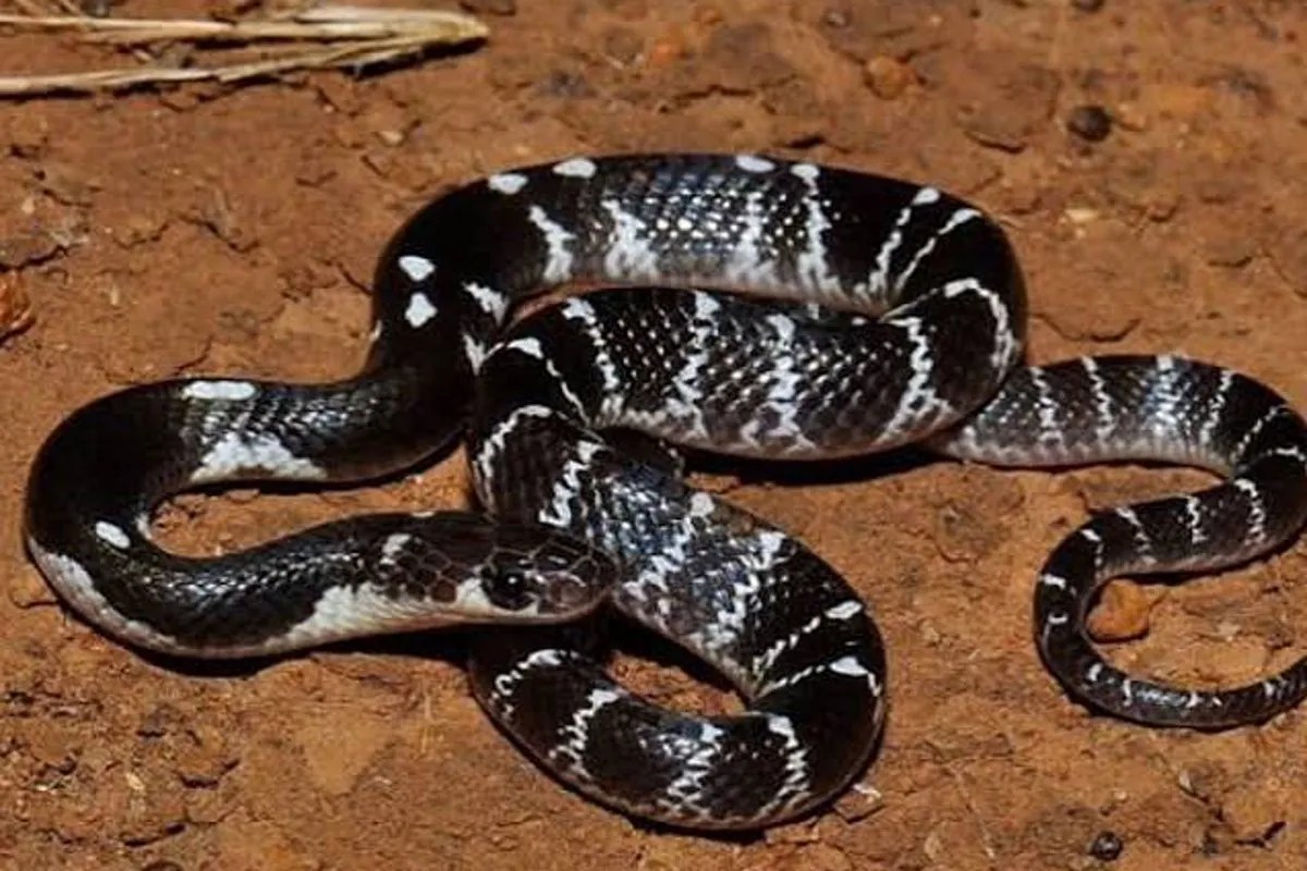 Ambikapur Snake Bite: मॉर्निंग वॉक पर जाने उठा किसान, आंगन में पहुंचते ही मचाने लगा शोर, बोला- मुझे करैत सांप ने डस लिया, हुई मौत