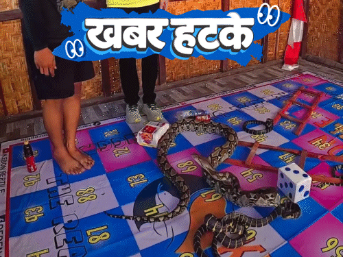 खबर हटके- असली अजगर से सांप–सीढ़ी खेल रहे लोग:राजस्थान के टेलर को ₹974 करोड़ का इनकम टैक्स नोटिस; मधुमक्खियों के लिए बना होटल
