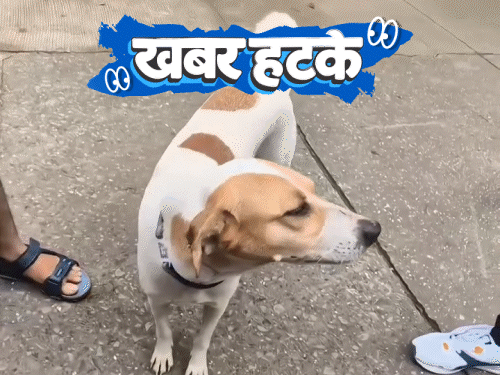 खबर हटके- कुत्तों का बना आधार कार्ड:गधे पर बैठकर श्मशान की परिक्रमा; बाघ और बकरी की अनोखी दोस्ती