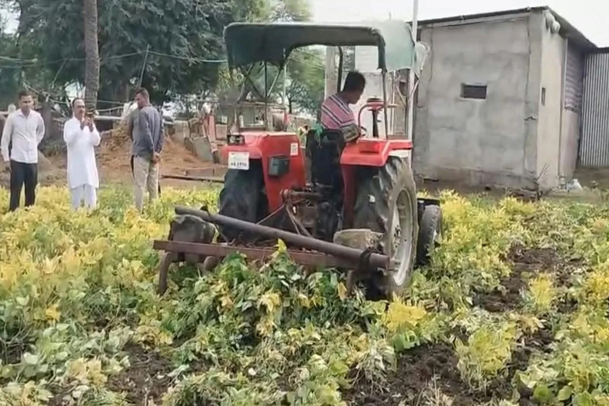 MandsaurNews : मंदसौर में किसान ने लाखों की उपज पर चलाया ट्रैक्टर, उपज कर दी खत्म