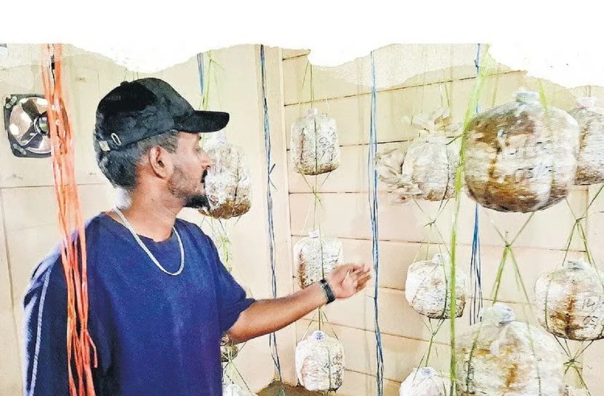 30 बैग से शुरुआत, अब रोज 200 किलो मशरूम