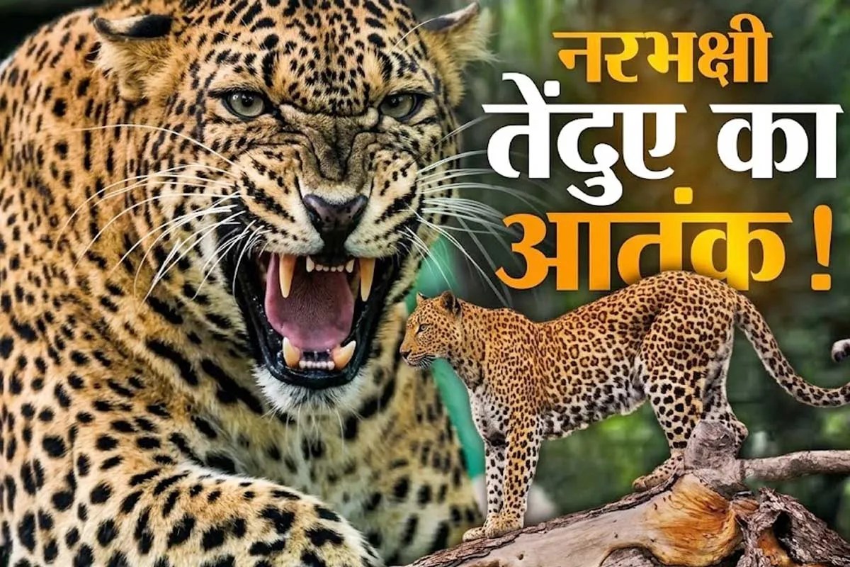 मुरादाबाद में सो रहे किसान को चारपाई से उठाकर ले गया तेंदुए; खेत में मिला क्षत-विक्षत शव