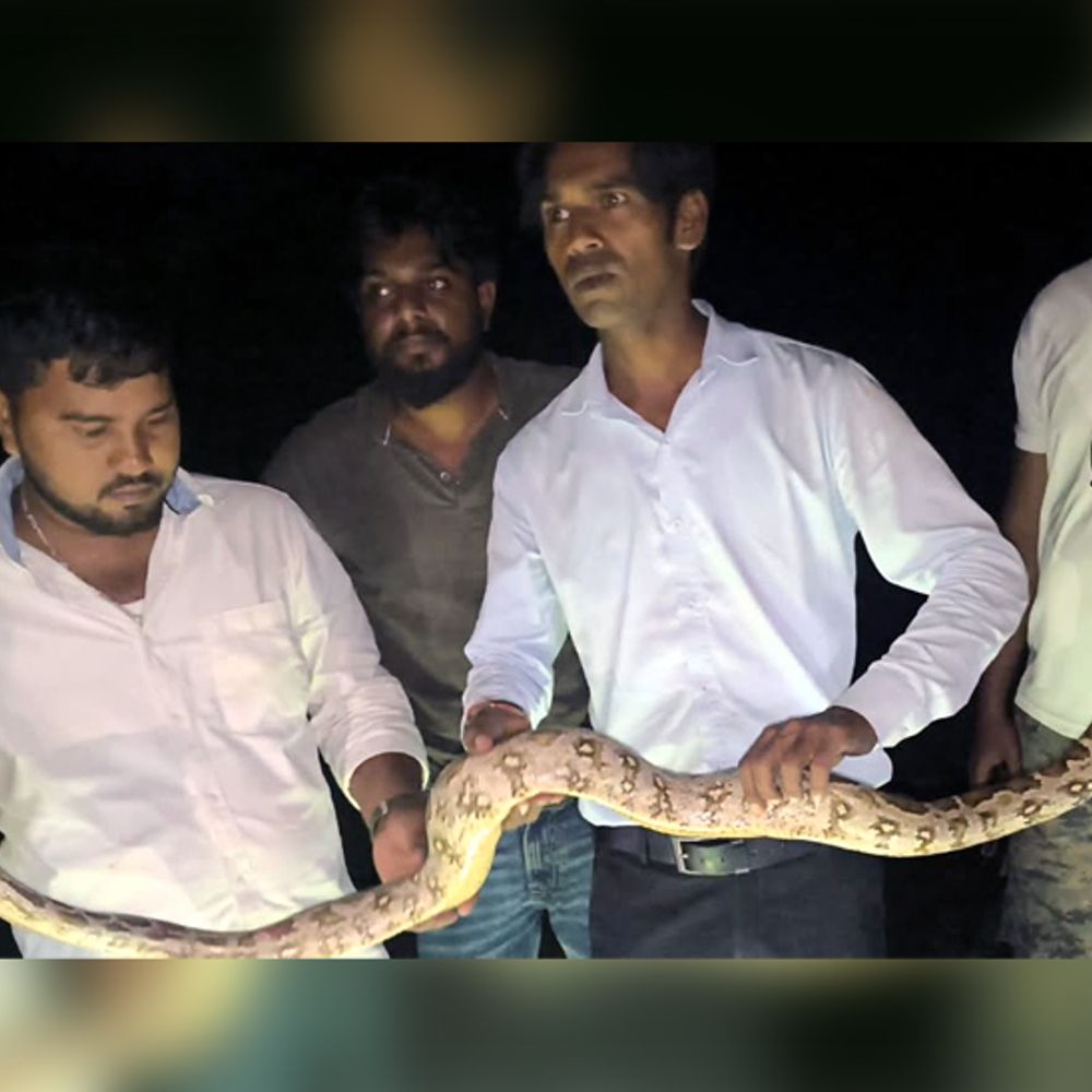 बोकारो में शोभायात्रा में दिखा अजगर:कलाकारों की एक टीम अजगर के साथ करतब दिखा रही थी, वन विभाग ने किया रेस्क्यू