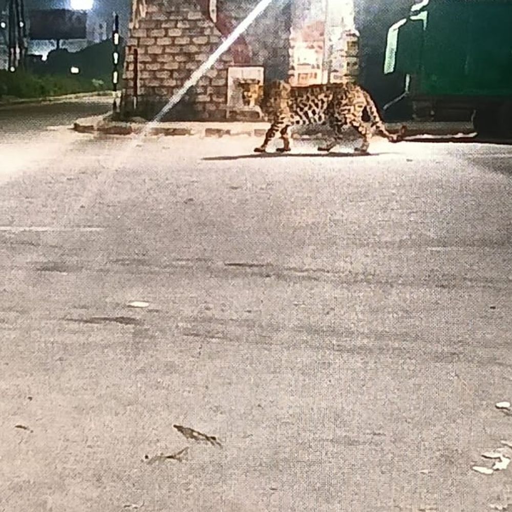 मुरादाबाद में TMU अंडरपास पर दिखा तेंदुआ:वन विभाग की टीम ने पिंजरा लगाया; पुलिस कर रही अलर्ट रहने की मुनादी