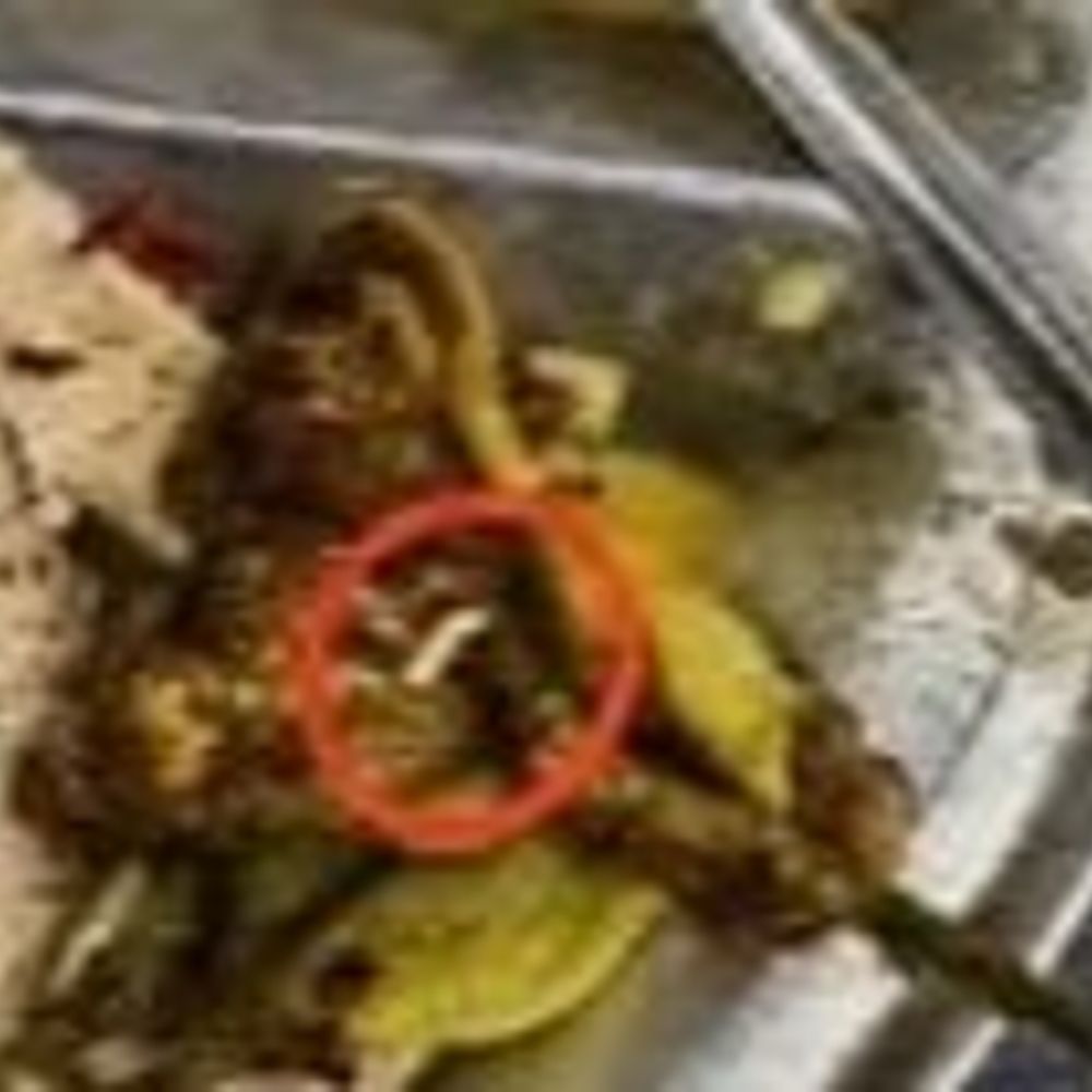 DDU गर्ल्स हॉस्टल के मेस का कैटरर बर्खास्त:बैंगन की कलौजी में मिला था कीड़ा, खाने की क्वालिटी पर उठे सवाल