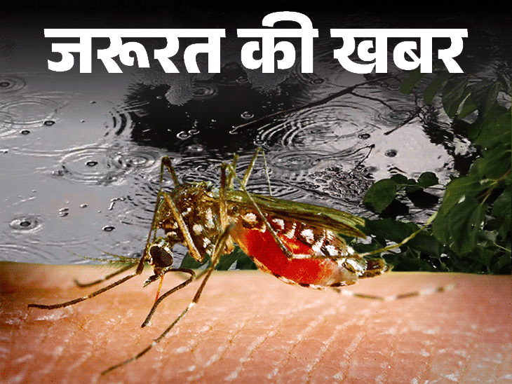 पटना में 24 घंटे में 10 नए डेंगू केस:अगस्त में अब तक 61 मरीज मिले, कुल 131 मामले; जुलाई से ढाई गुना अधिक केस