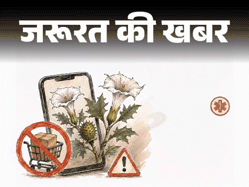 जरूरत की खबर- FDA ने रोकी धतूरे की ऑनलाइन बिक्री:जानिए यह कितना खतरनाक, अगर गलती से खा लिया तो तुरंत क्या करें