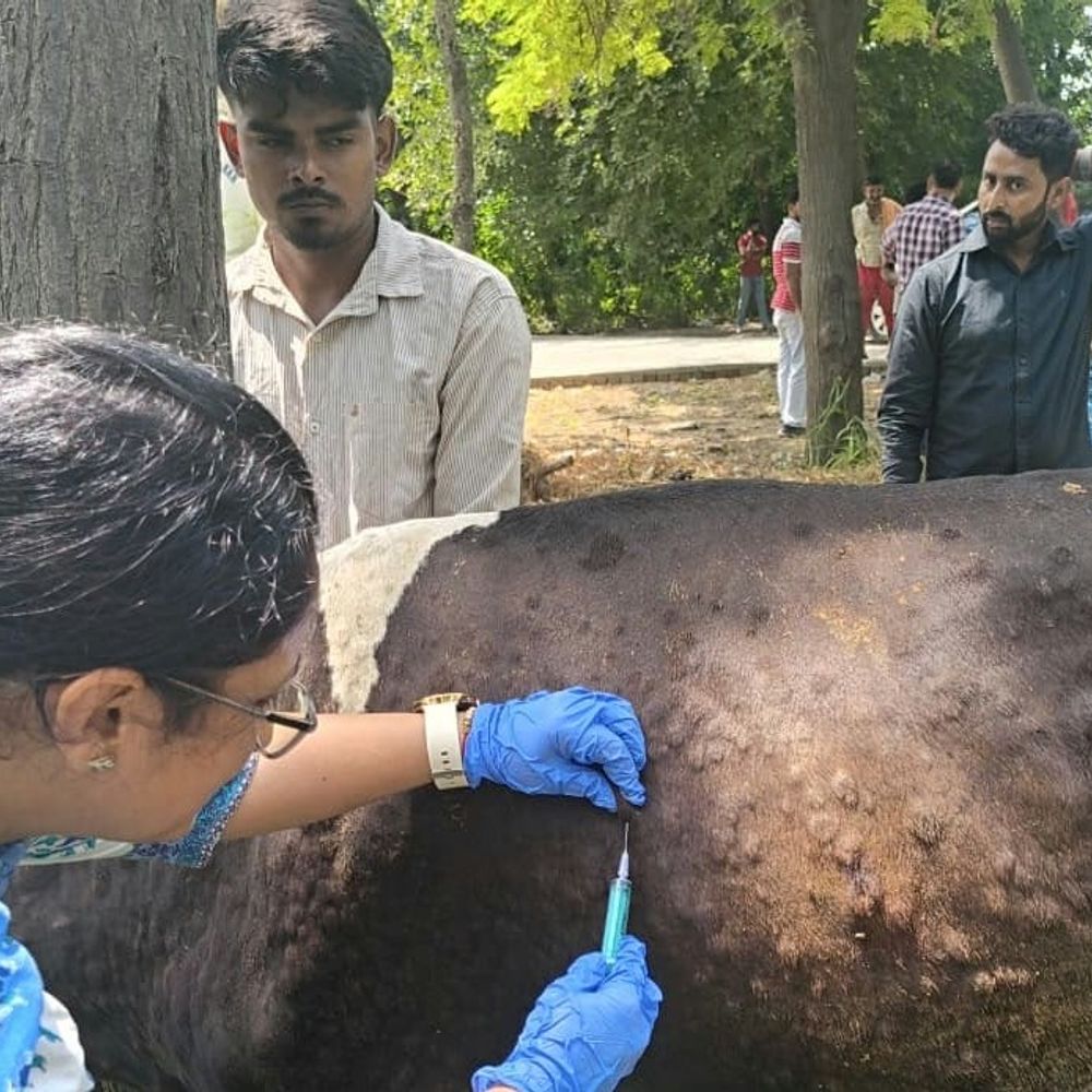 लम्पी स्किन डिजीज से बचाव की एडवाइजरी जारी:सोनीपत डीसी ने पशुपालकों से सतर्क रहने की अपील, नुकसान से बचने के उपाय बताए
