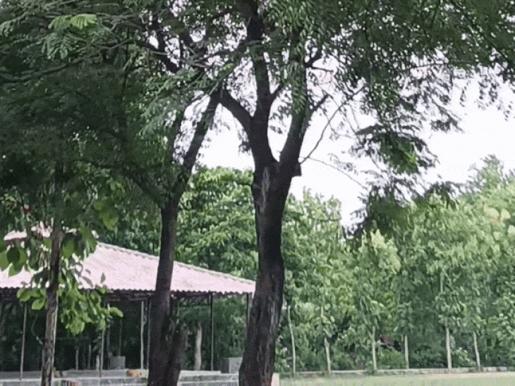 झांसी में बह रहीं ठंडी हवाएं:आज सामान्य रहेगा मौसम, तेज धूप से 34℃ तक जाएगा पारा