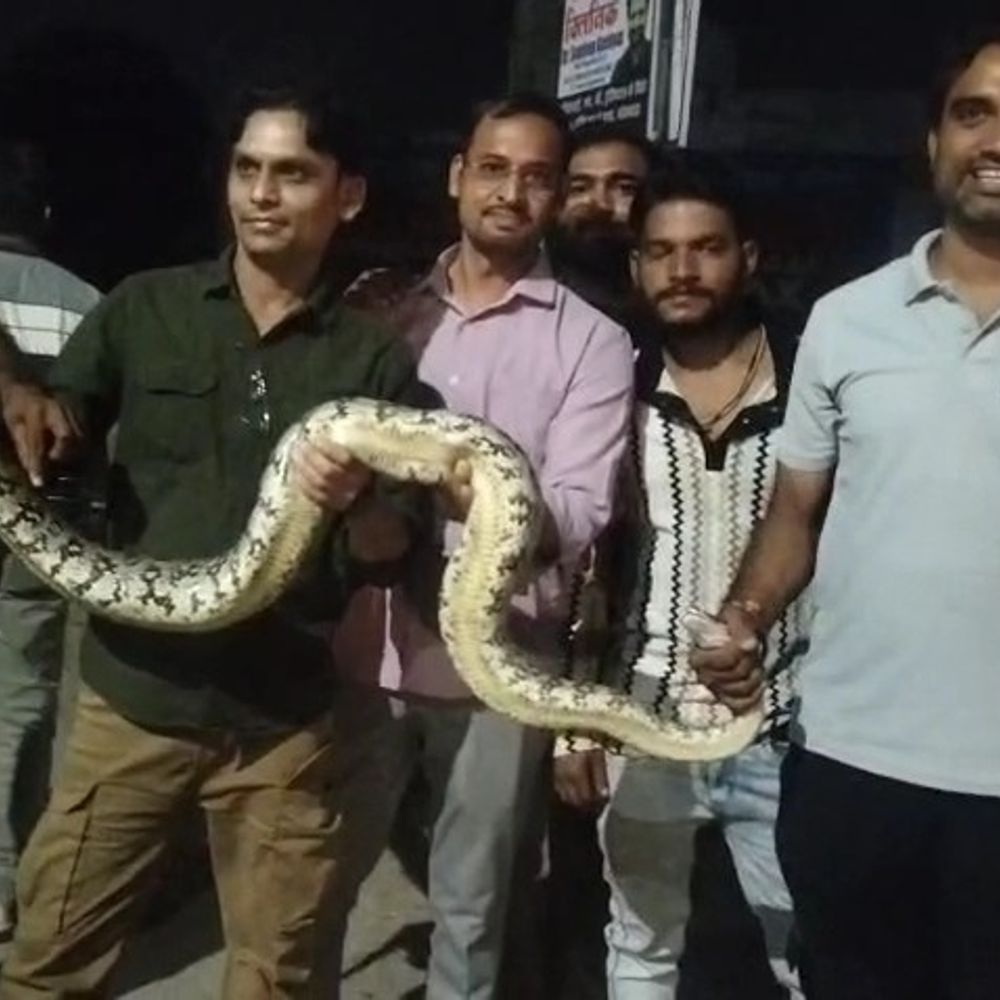 कॉलोनी में घुसा 7 फीट लंबा अजगर:लोगों में मची अफरा-तफरी, ‘वागड़ बने वृंदावन’ की टीम ने रेस्क्यू किया
