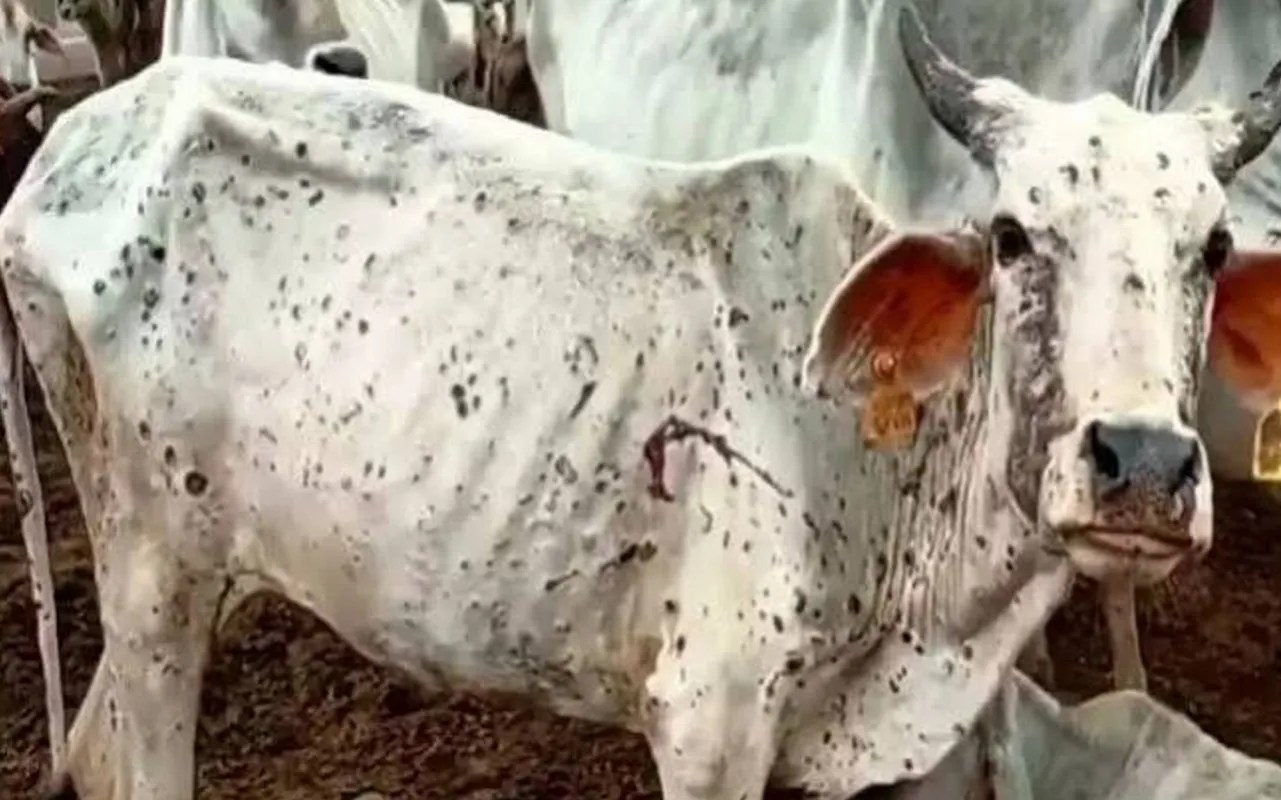 काबू में नहीं आ रहा लम्पी वायरस, शहर में घूम रही संक्रमित गायें