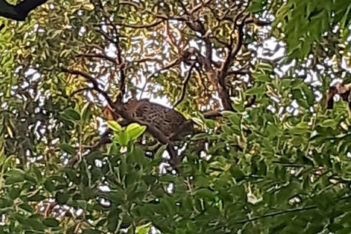 चिडि़याघर में पिंजरे की जाली तोड़ सीबी गार्डन पहुंची मादा पैंथर