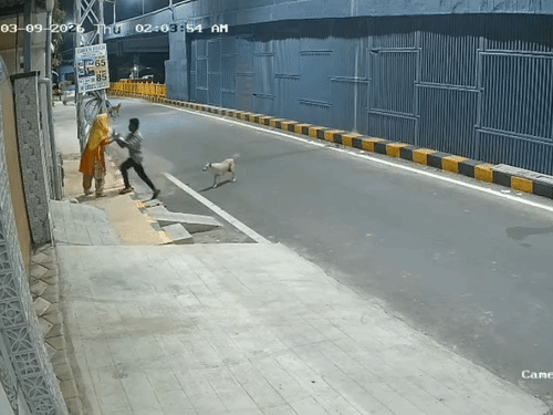 तमिलनाडु में डॉग ने महिला को यौन उत्पीड़न से बचाया…VIDEO:मेंटली डिस्टर्ब थी, जबरदस्ती की कोशिश कर रहा था युवक, पीछा कर भगाया