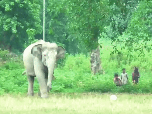बच्चों से फुटबॉल छुड़ा खुद खेलने लगा हाथी…VIDEO:मैदान में दौड़-दौड़कर लगाई किक, असम के नुमालीगढ़ का मामला