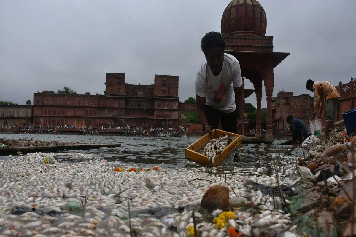 Dholpur: मचकुंड सरोवर में मछलियों ने तड़प-तड़प कर तोड़ा दम, घाटों पर लगा ढेर