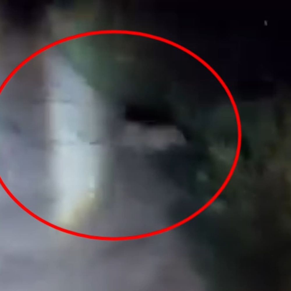 संभल में गंगा किनारे गांव में तेंदुआ दिखा,लोगों में दहशत:बाइक की रोशनी पड़ते ही खेतों में भागा, 10 दिन में दूसरी बार दिखा