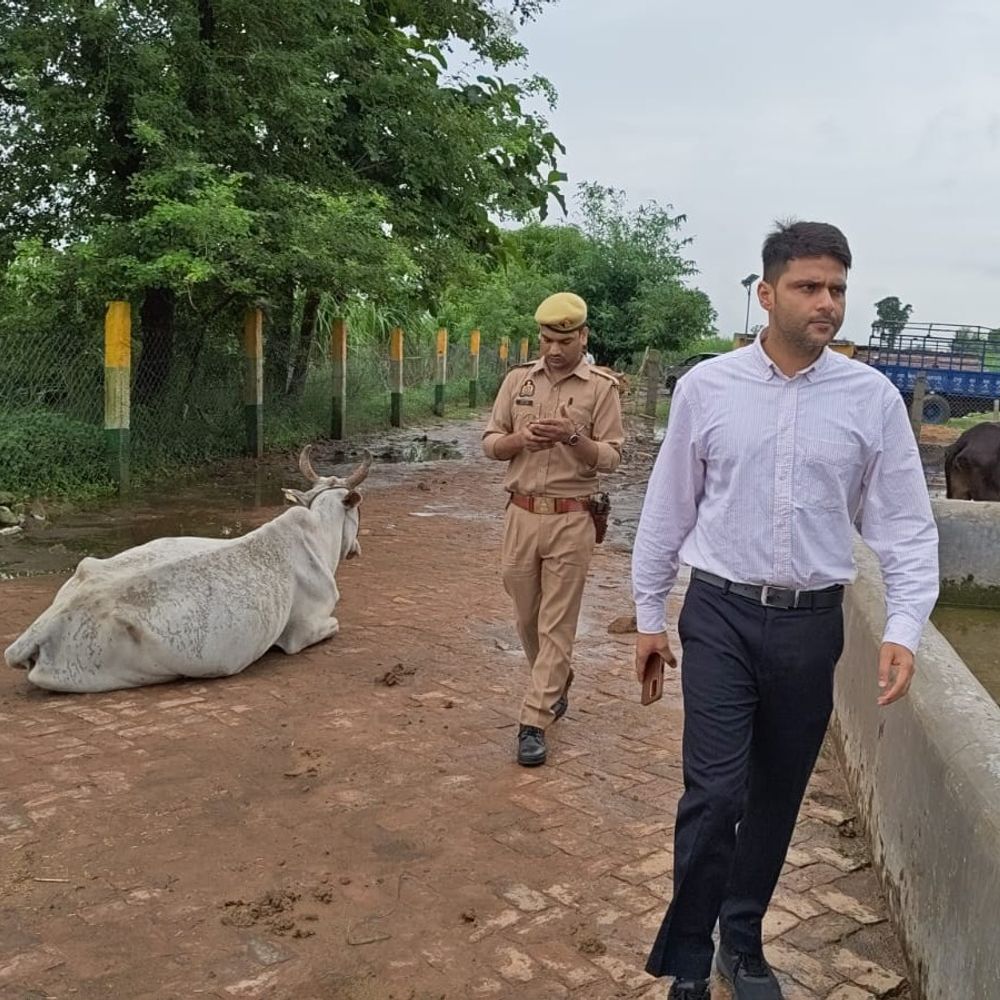 गौशालाओं में बदहाली मिली तो दो सचिव निलंबित:चारा-पानी की कमी, गंदगी और जलभराव मिला; 3 सचिवों पर विभागीय कार्रवाई