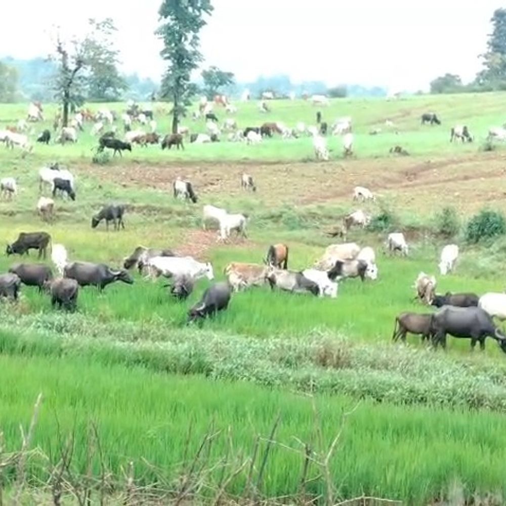डिंडौरी में फसल चराने को लेकर दो गांवों में विवाद:सैकड़ों ग्रामीणों के खिलाफ शिकायत, अब जांच करेंगे अधिकारी