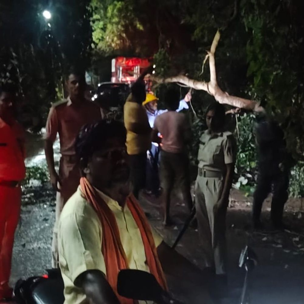 सिंहवाड़ा में गिरा विशाल पीपल का पेड़, यातायात-बिजली ठप:श्याम चौक के पास हादसा, घंटों बाधित रहा जाले-अतरबेल पथ