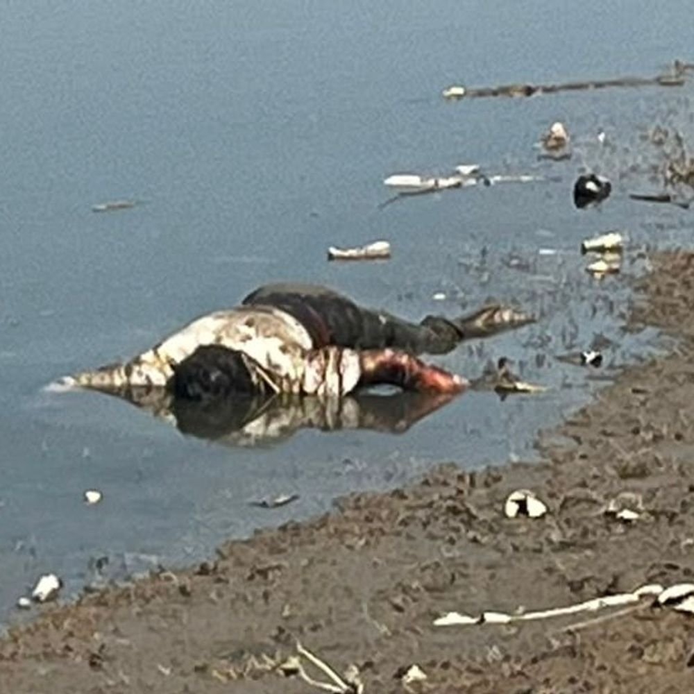 यमुना नदी में मिला अज्ञात युवक का शव:बेहड़ वाली माता मंदिर के पास मिला, कई दिन पुराना होने से गल गईं हड्डियां