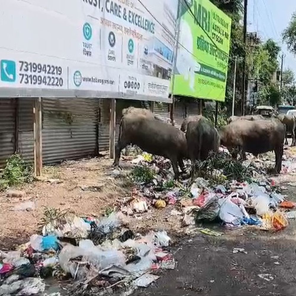 हजारीबाग में 6 दिन से नहीं उठा कूड़ा:सब्जी-फल मंडी में बदबू से दुकानदार-ग्राहक परेशान, कंपनी की लापरवाही बदतर हुए हालात