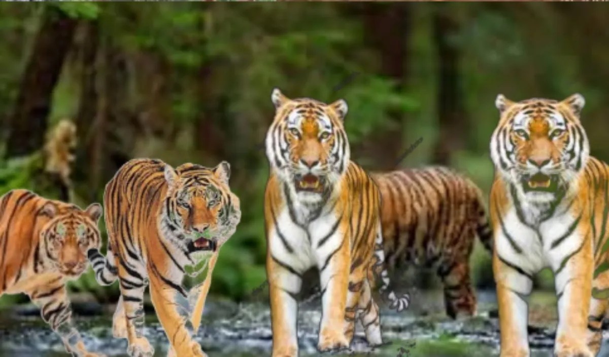 Chhattisgarh Tiger Reserve: अचानकमार में बढ़ेगा बाघों का कुनबा, बांधवगढ़ से आएंगी 3 बाघिनें, नवंबर में होगा चयन