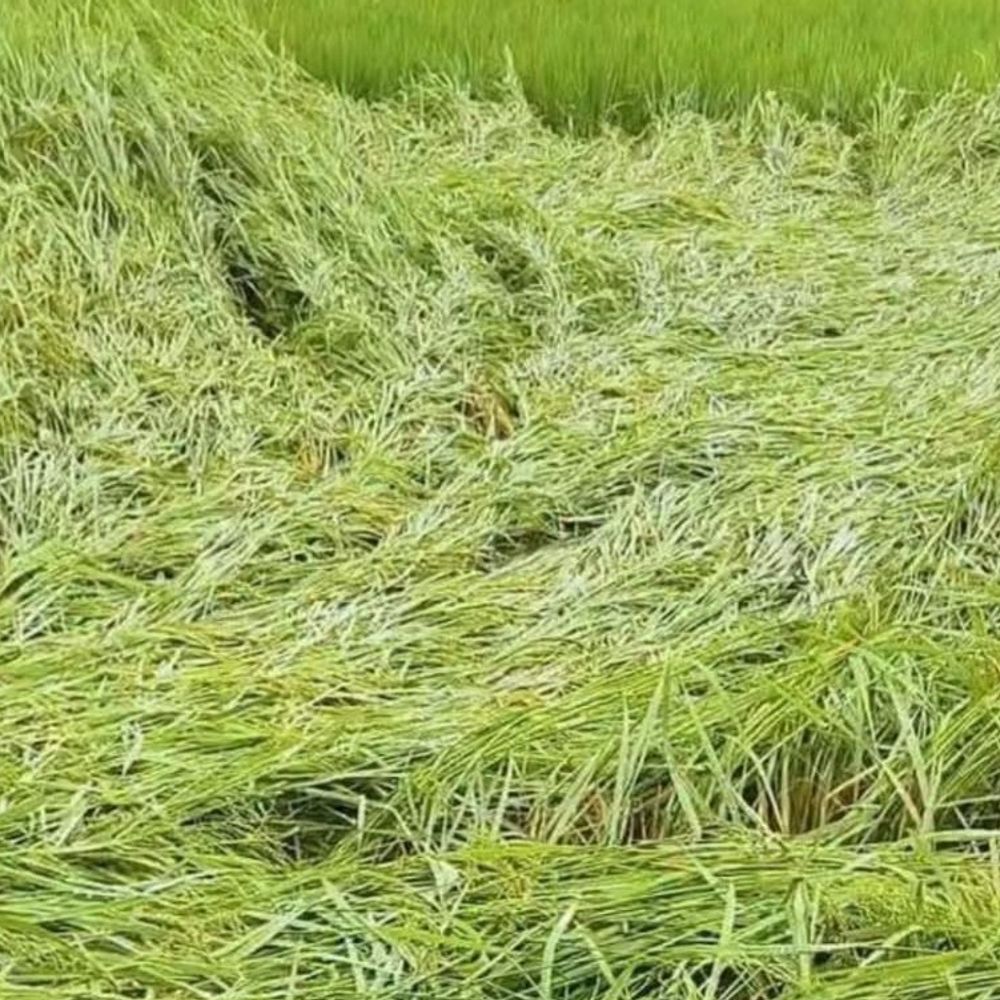 संतकबीरनगर में 55 घंटे से बारिश, बिजली व्यवस्था ठप:जगह – जगह पेड़ गिरे, आपातकालीन नंबर जारी; स्कूल बंद
