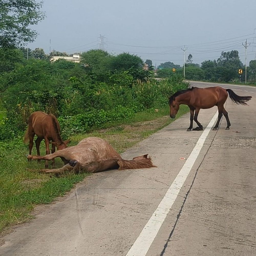 शहडोल में अज्ञात वाहन की टक्कर से घोड़े की मौत:एनएच-43 पर हुआ हादसा, साथी घोड़े शव के पास खड़े रहे