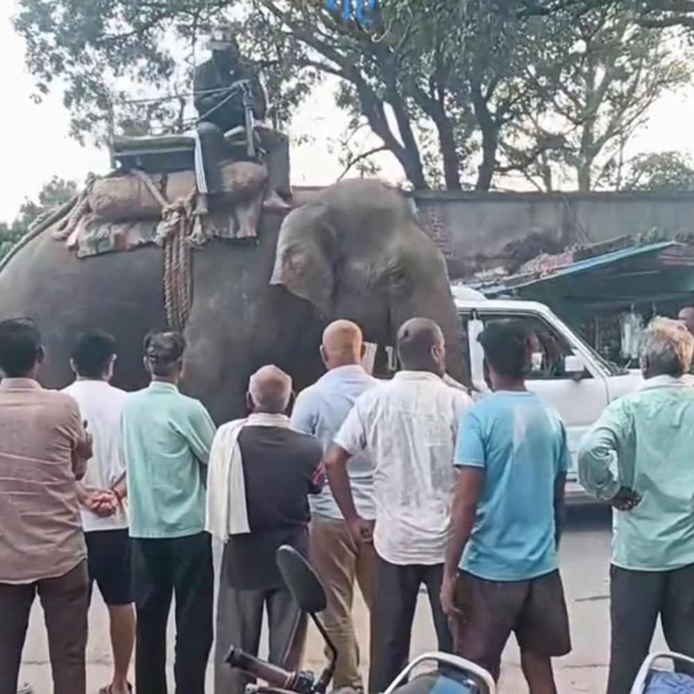 मैहर में 17 दिन बाद भी नहीं पकड़ाया जंगली हाथी:6 कुमकी हाथियों और 150 वनकर्मियों की टीम जुटी; तीन रास्तों पर बैरिकेडिंग