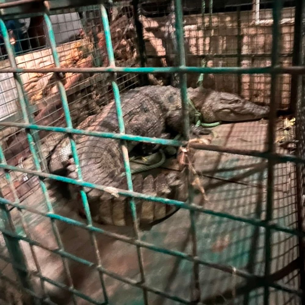 मंदसौर के मऊखेड़ा में रहवासी इलाके में निकला मगरमच्छ:वन विभाग की टीम ने सुबह 4 बजे पकड़ा, सुरक्षित रेस्क्यू कर चंबल नदी में छोड़ा