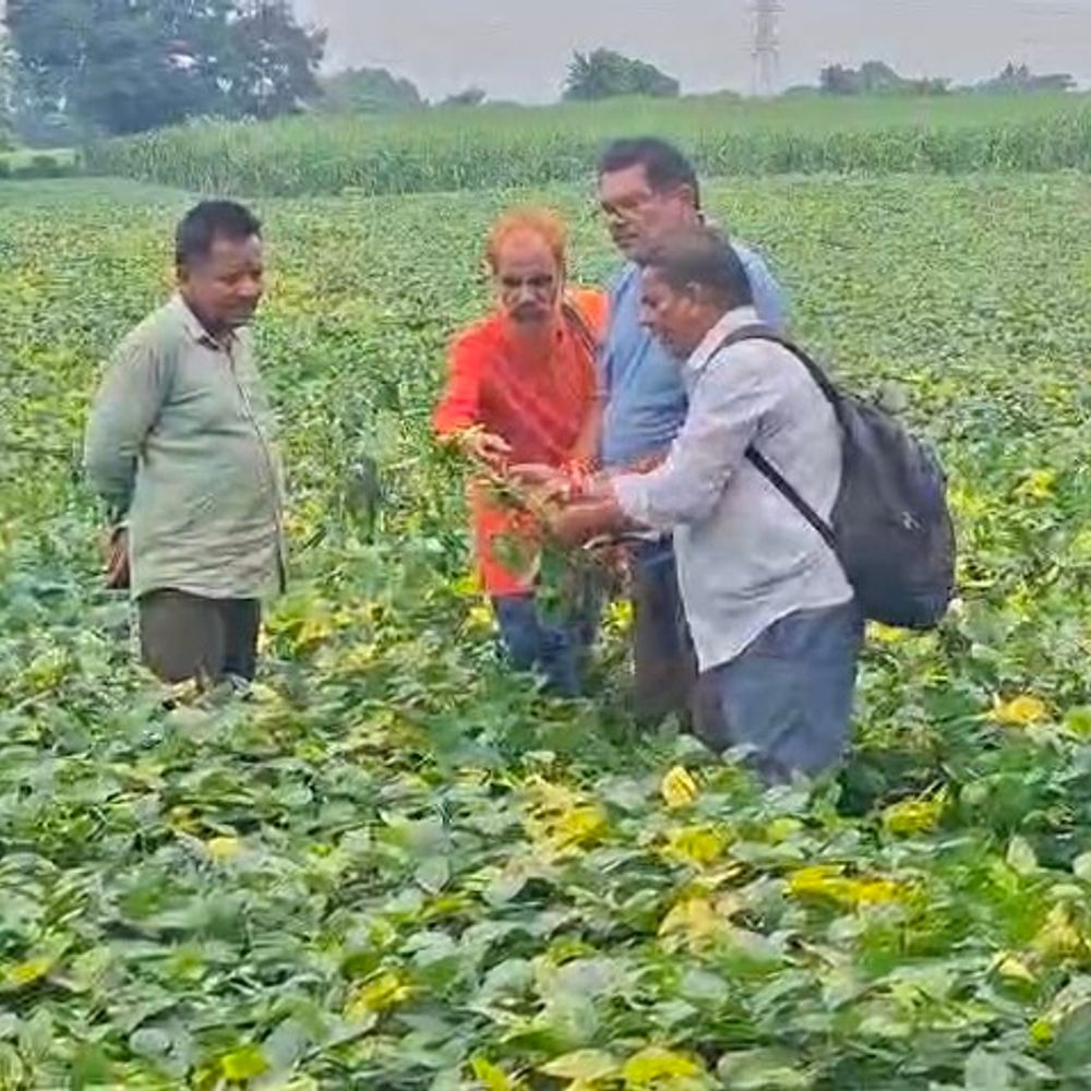 नरसिंहपुर में सोयाबीन की फसल पर येलो मोजेक रोग:किसान बोले-पीली पड़कर सूख रही; कीटनाशक पर खर्च के बाद भी मेहनत बर्बाद