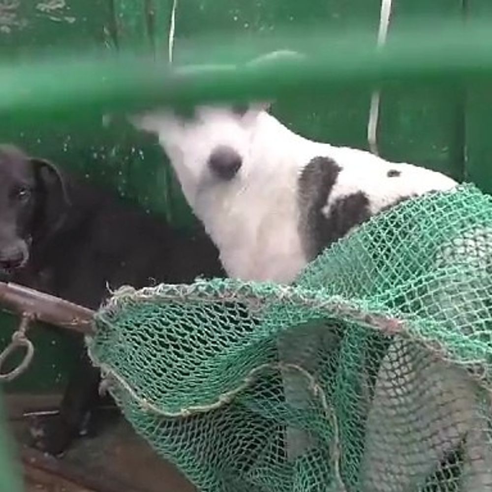 बिहारशरीफ में आवारा कुत्तों पर निगम का एक्शन:पहले दिन 6 स्ट्रीट डॉग पकड़े, निगम ने शुरू किया सघन अभियान