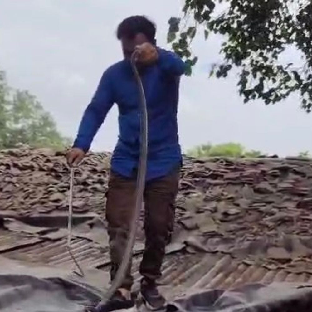 प्रयागराज में पन्नी के नीचे छिपा था विशाल कोबरा:रेस्क्यू का वीडियो वायरल, अंकित टार्जन ने सुरक्षित निकाला; देखने जुटी भीड़