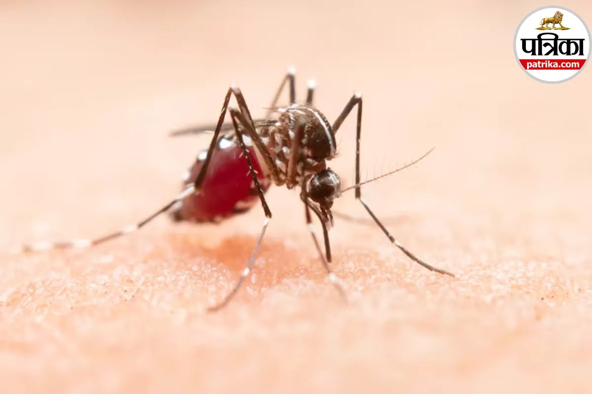 Dengue Prevention: डेंगू से बचाव में काम आएगी सावधानी, स्वास्थ्य मंत्रालय ने बताया क्या करें