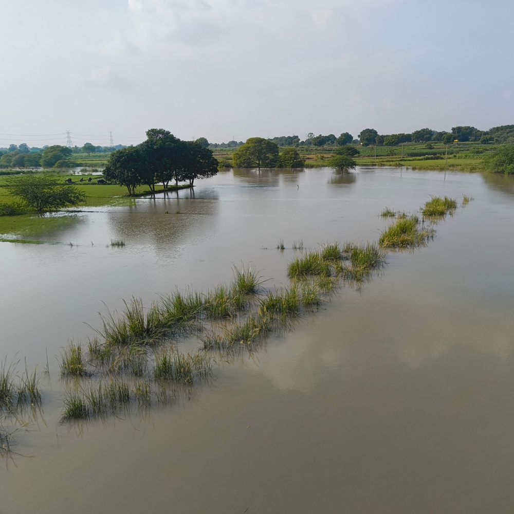 सेंगुर नदी का जलस्तर बढ़ा, फसलें हुई जलमग्न:सैकड़ों बीघा धान-बाजरा की फसल डूबी, किसान परेशान