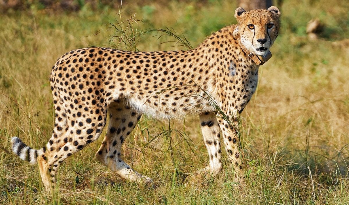Project Cheetah India | विलुप्ति से वापसी तक… 4 साल में भारत में चीतों का कुनबा बढ़कर 52 हुआ, जानें ‘प्रोजेक्ट चीता’ की ऐतिहासिक सफलता